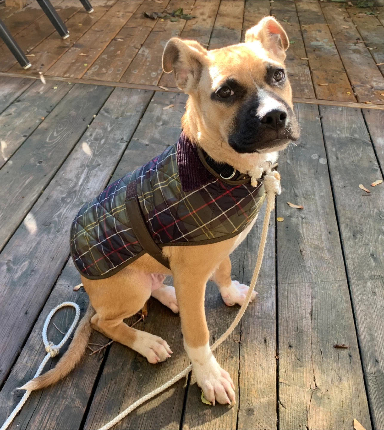 Barbour look  Quilted Dog Coat - Tartan