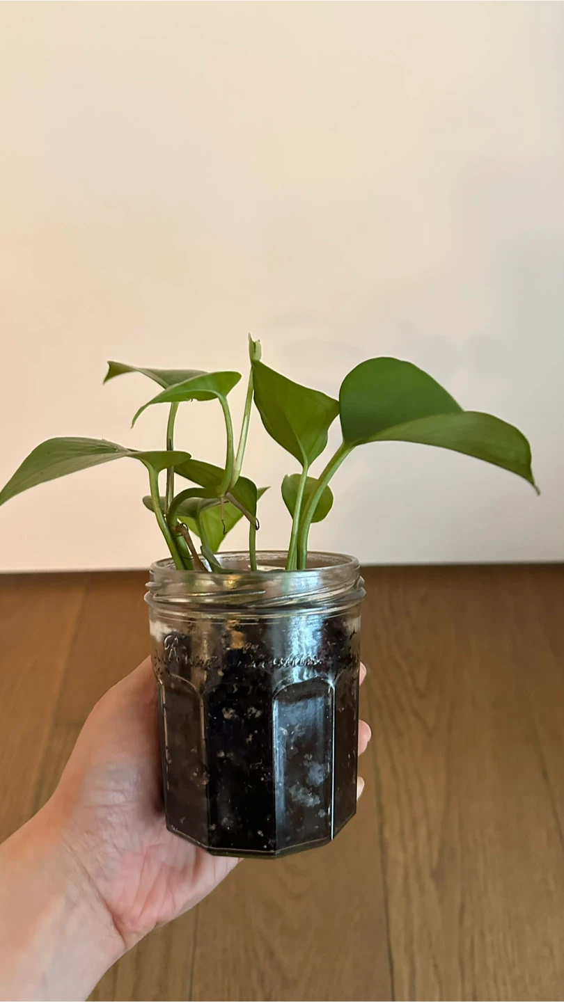 Pothos Plant in Jar 🏆 - photo 2