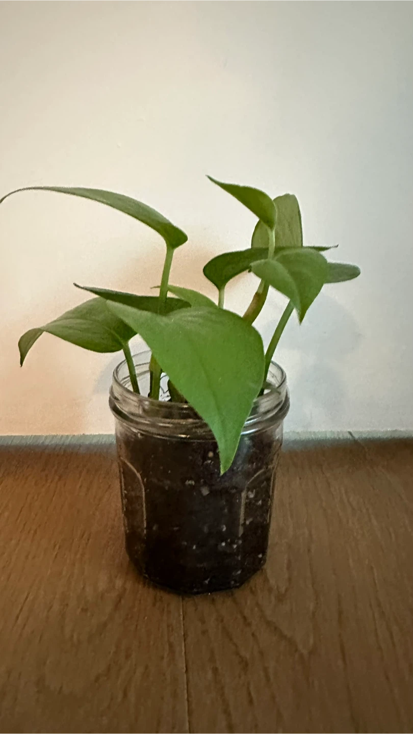 Pothos Plant in Jar 🏆