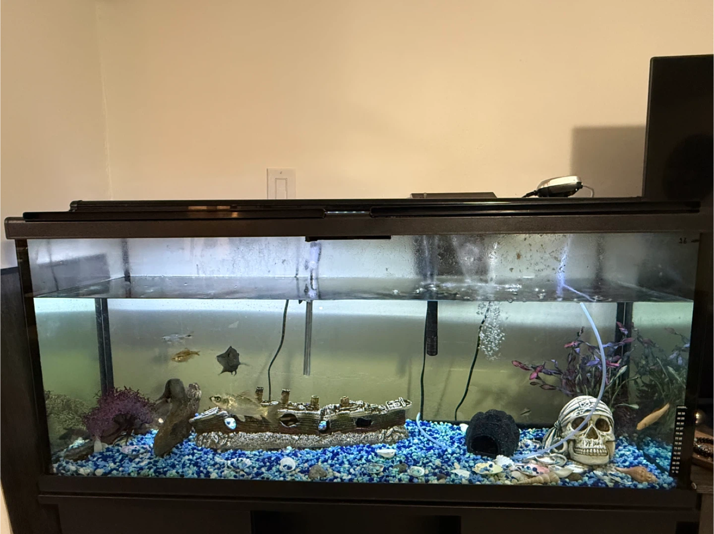 Aquarium Tank with Decorations and Accessories