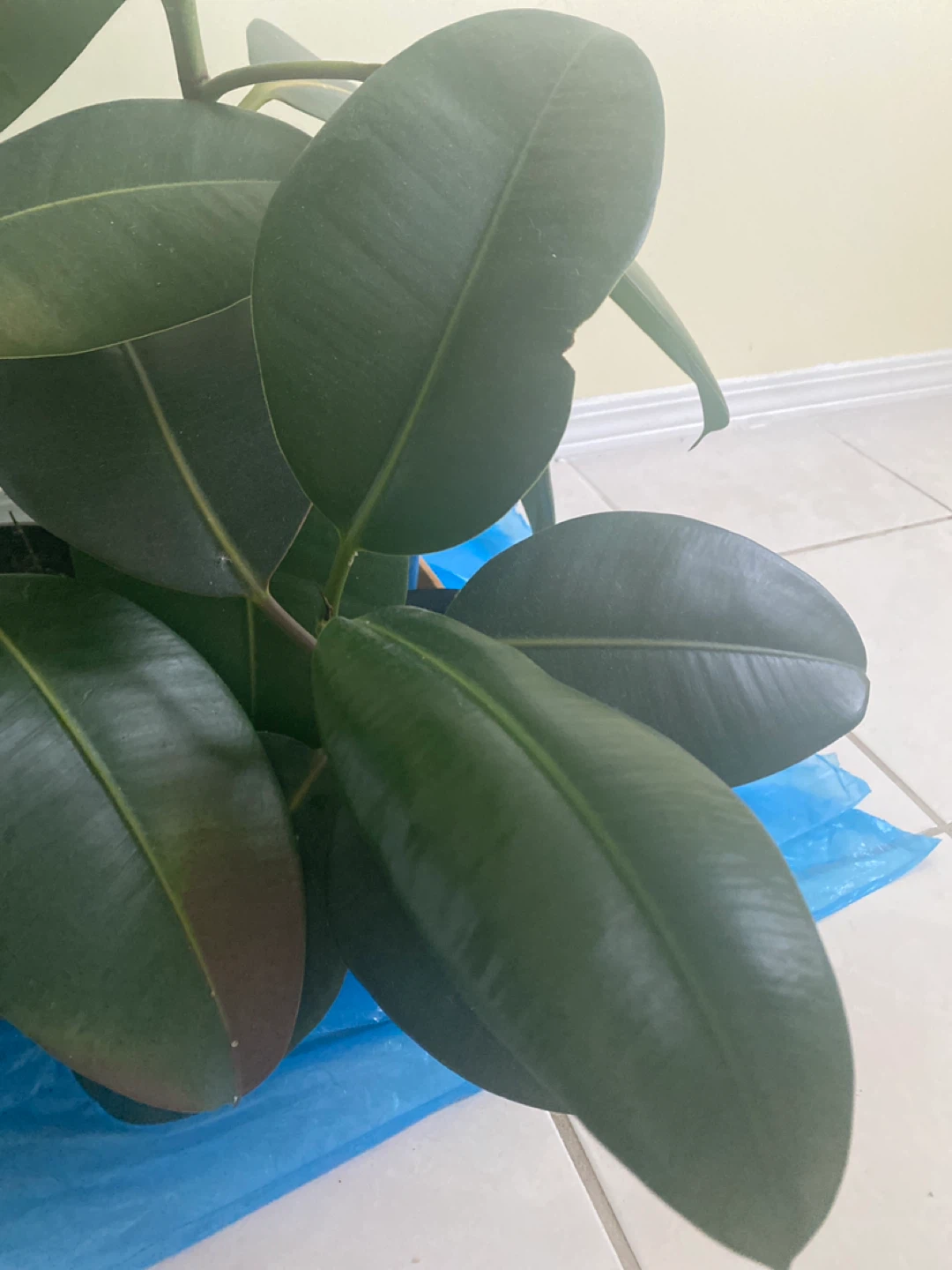 Rubber Plant