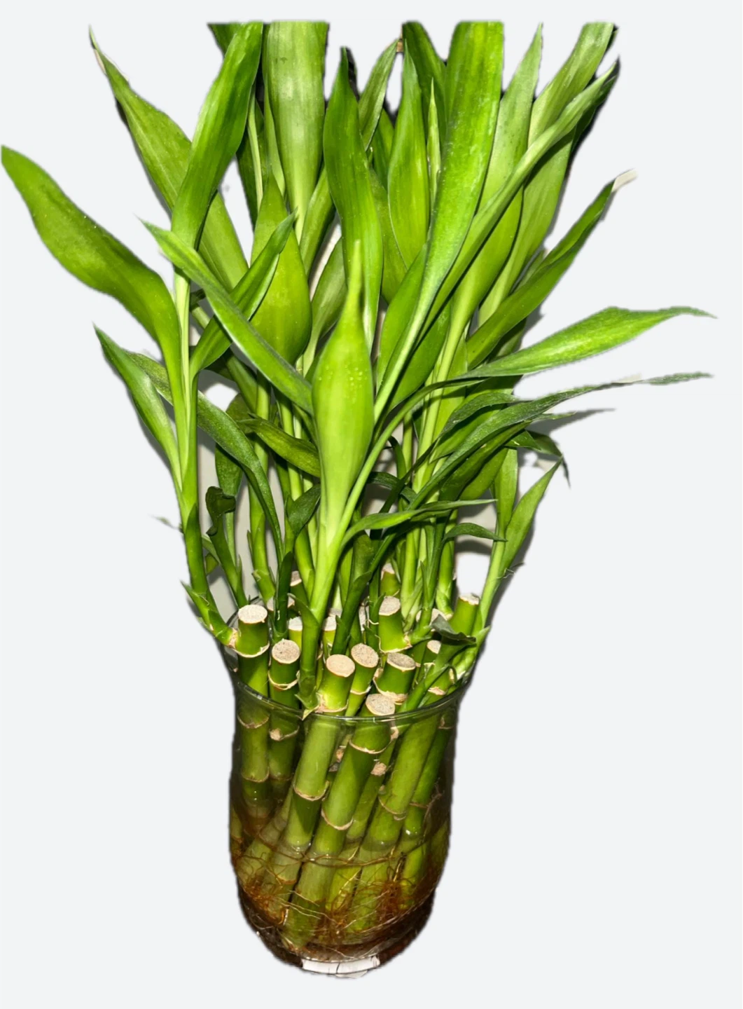 Lucky Bamboo Plant 🏆
