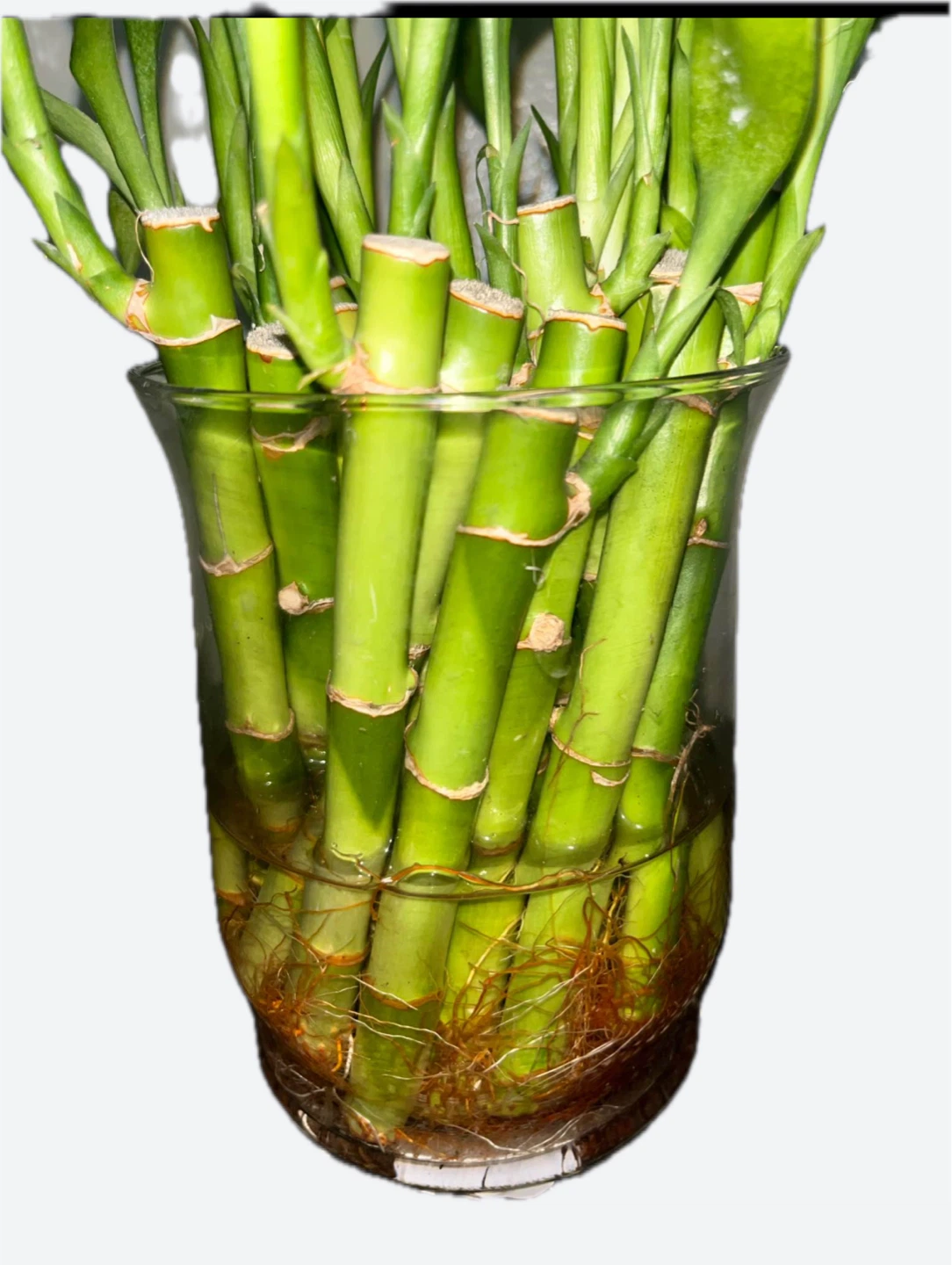 Lucky Bamboo Plant 🏆 - photo 2