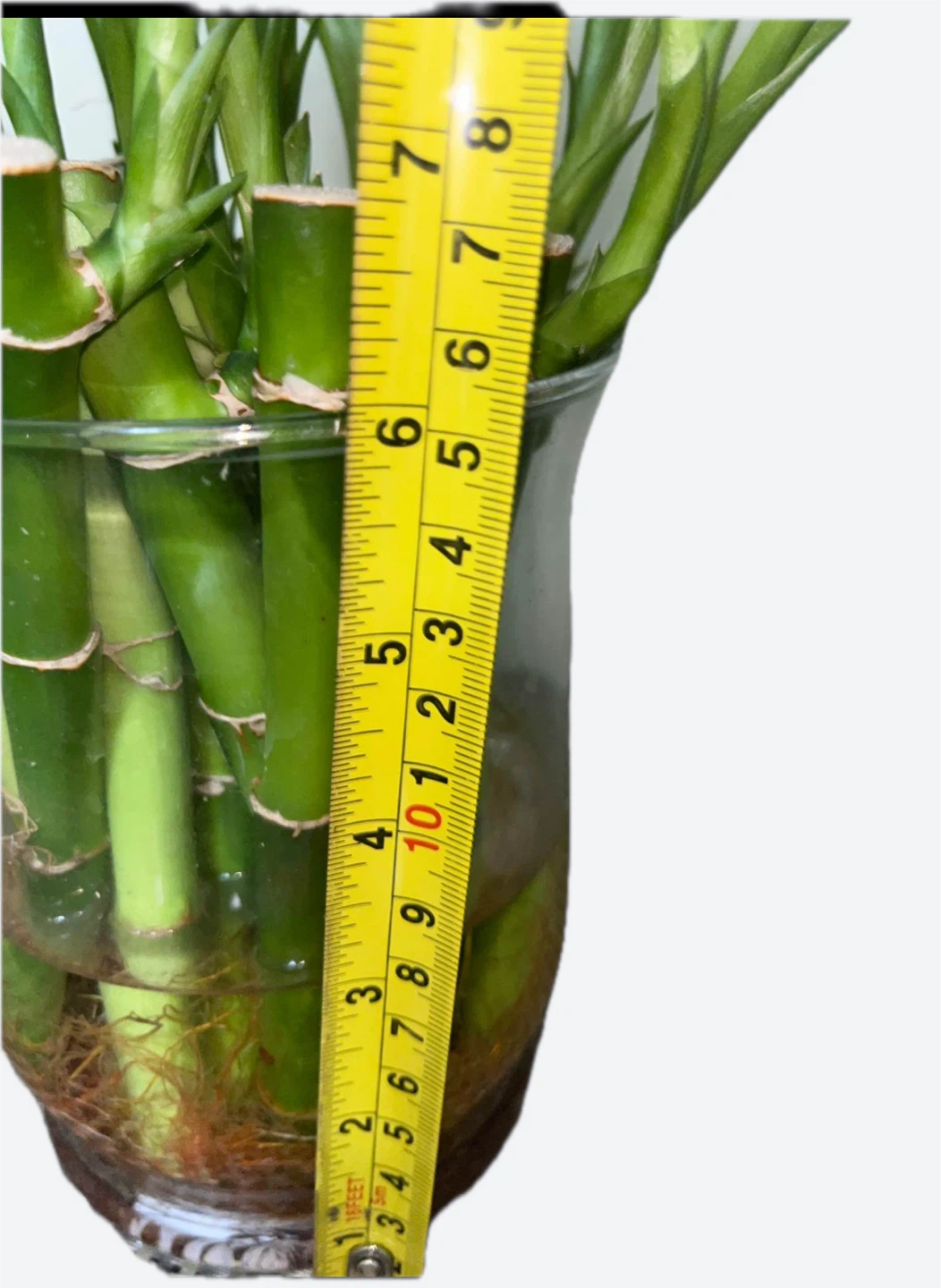 Lucky Bamboo Plant 🏆 - photo 3