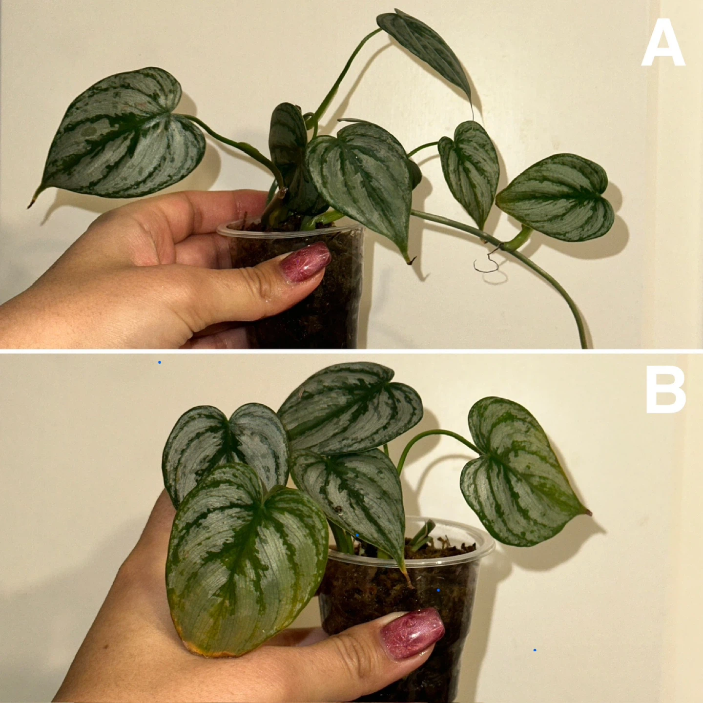 Philodendron Brandtianum Plant