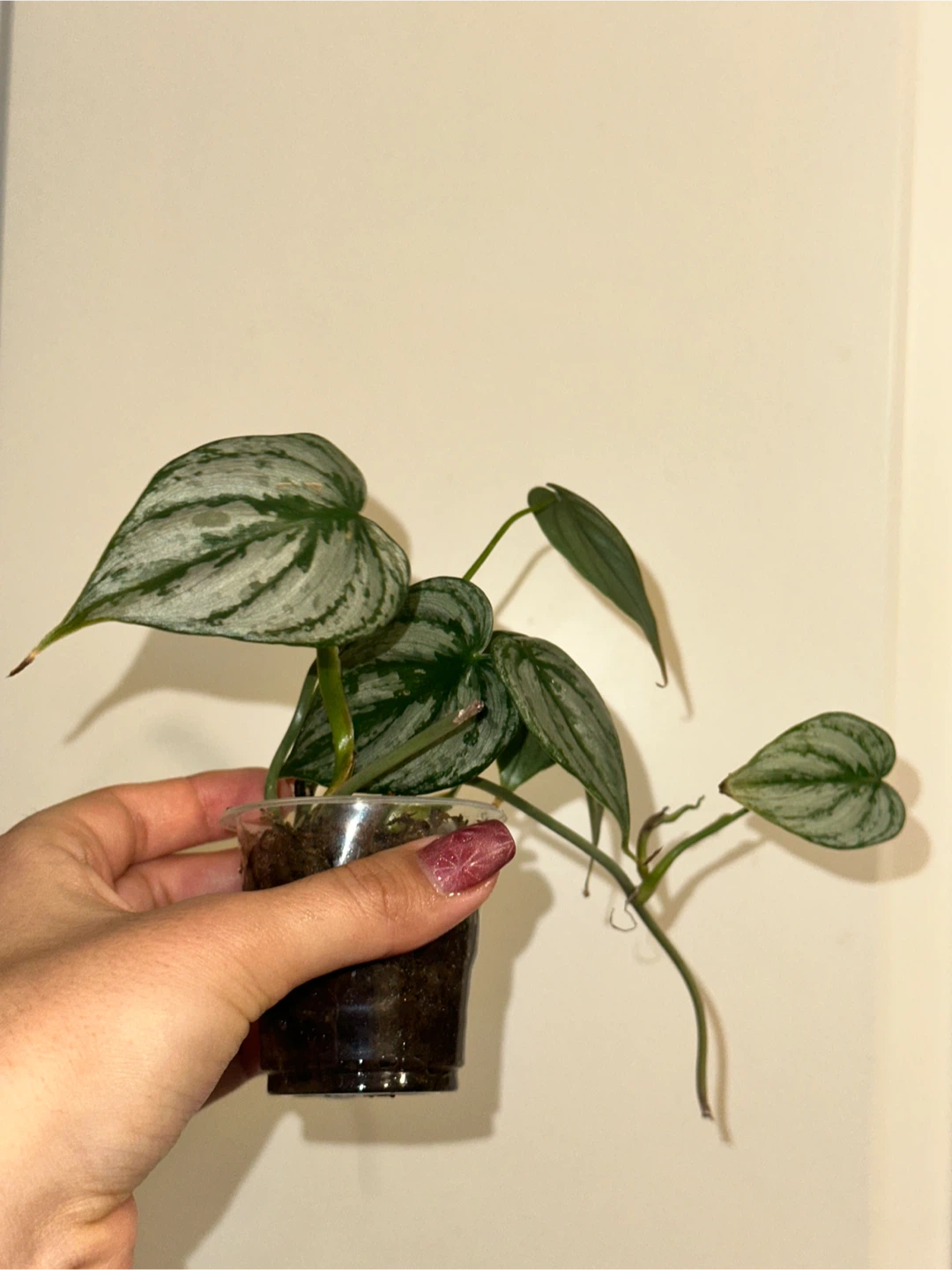 Philodendron Brandtianum Plant - photo 3