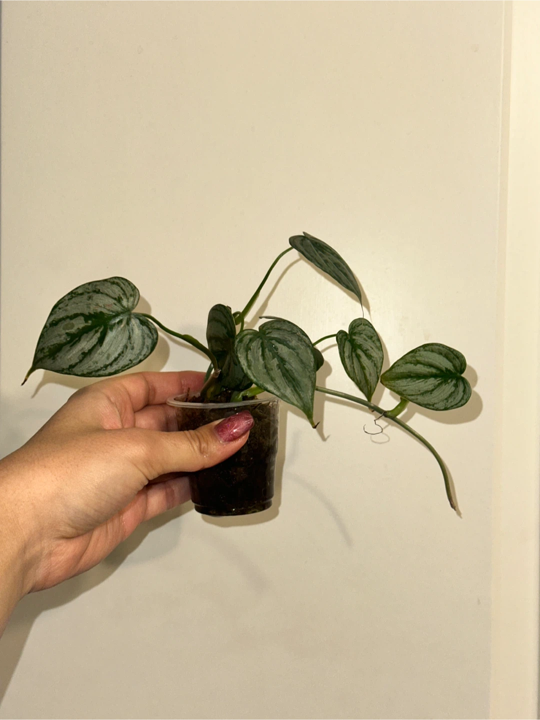 Philodendron Brandtianum Plant - photo 2