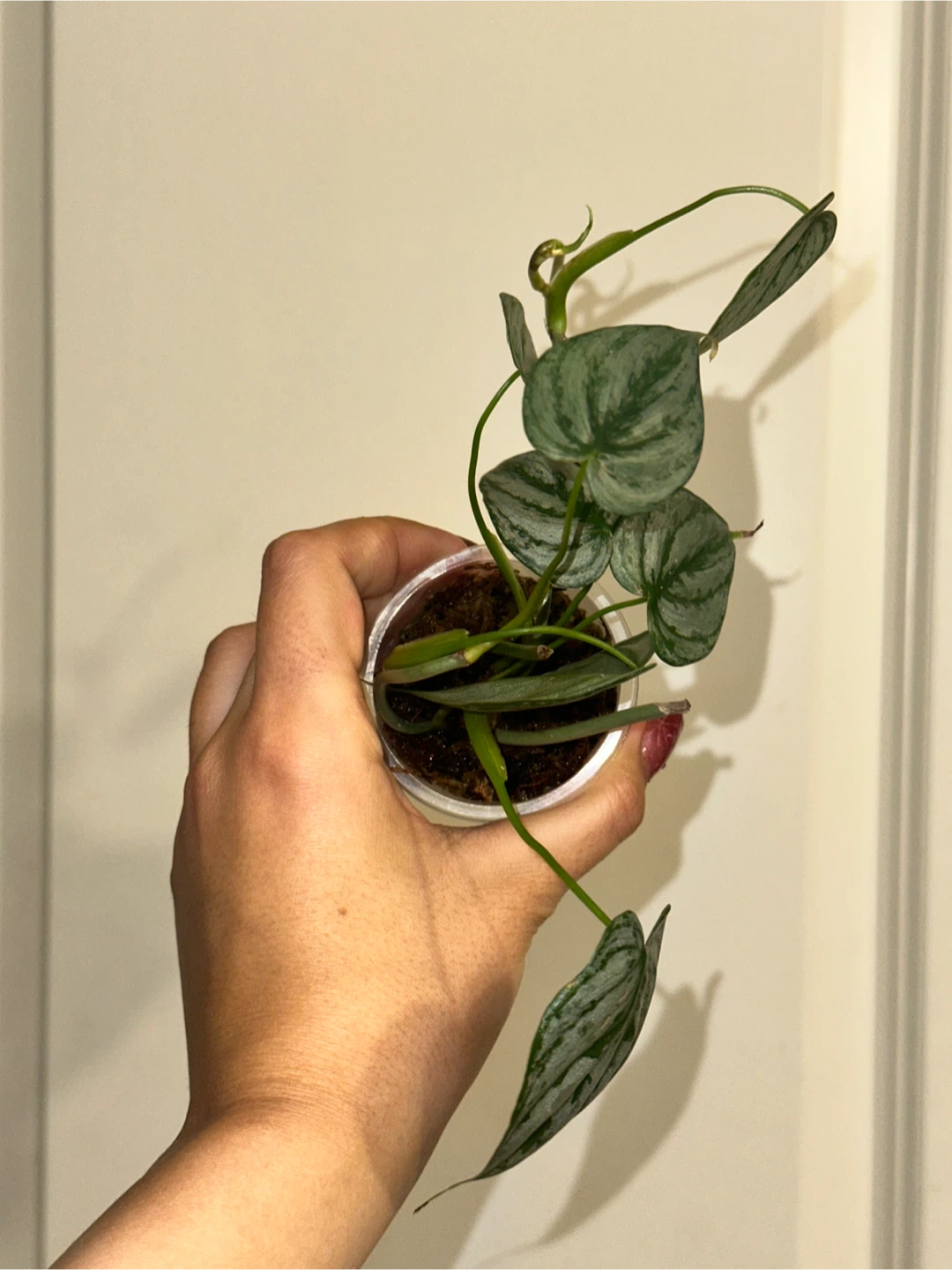 Philodendron Brandtianum Plant - photo 4