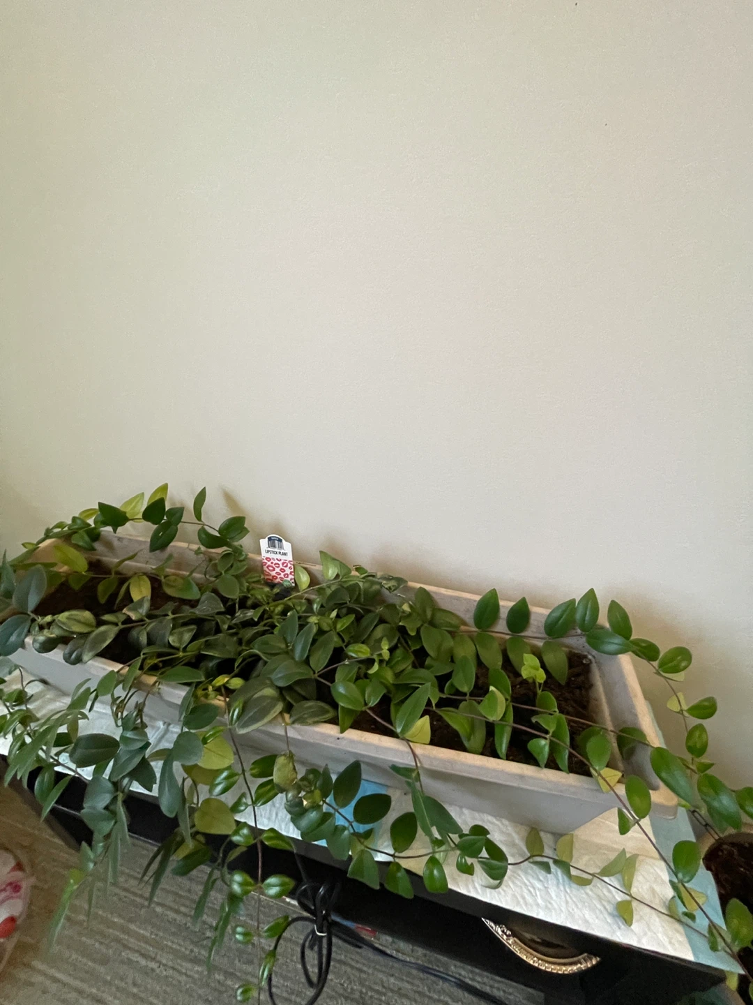 Healthy Lipstick Plant in Planter - photo 4