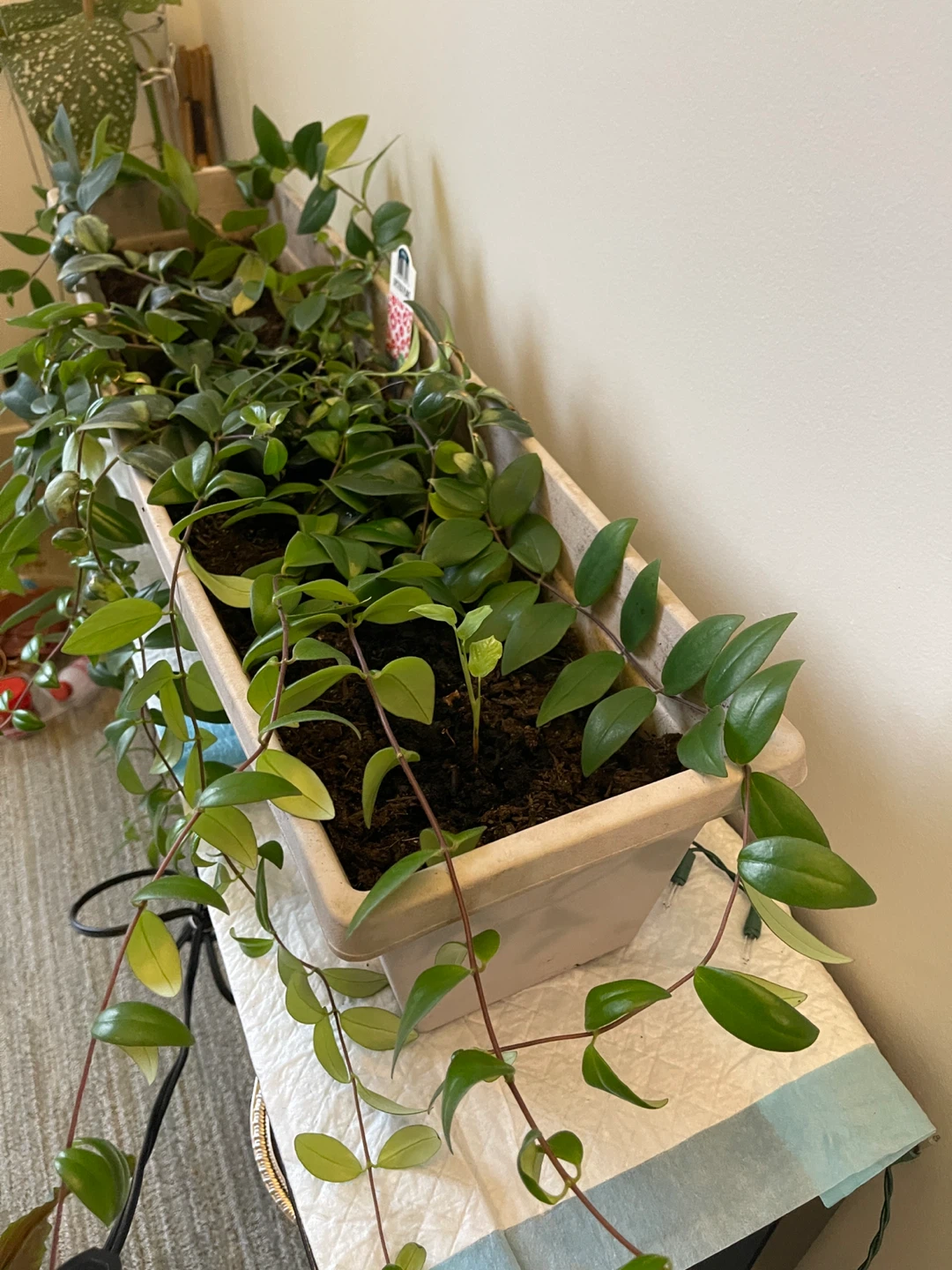 Healthy Lipstick Plant in Planter