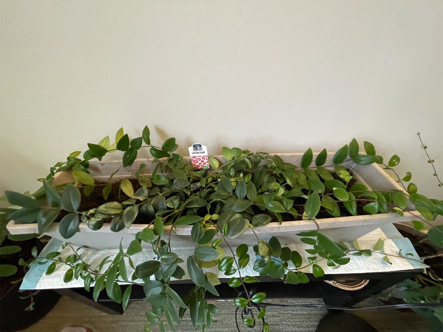 Healthy Lipstick Plant in Planter - photo 2
