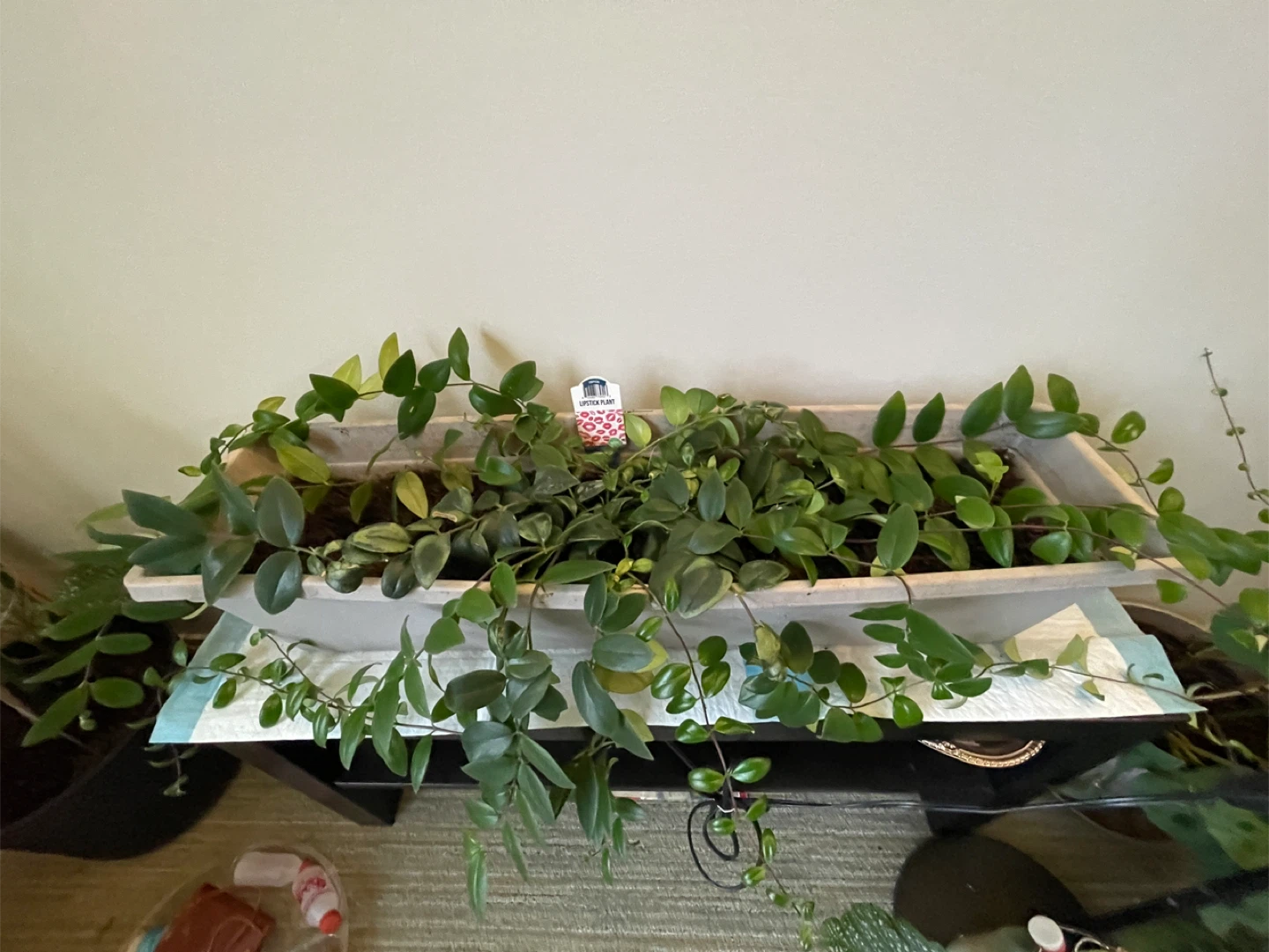 Healthy Lipstick Plant in Planter - photo 3