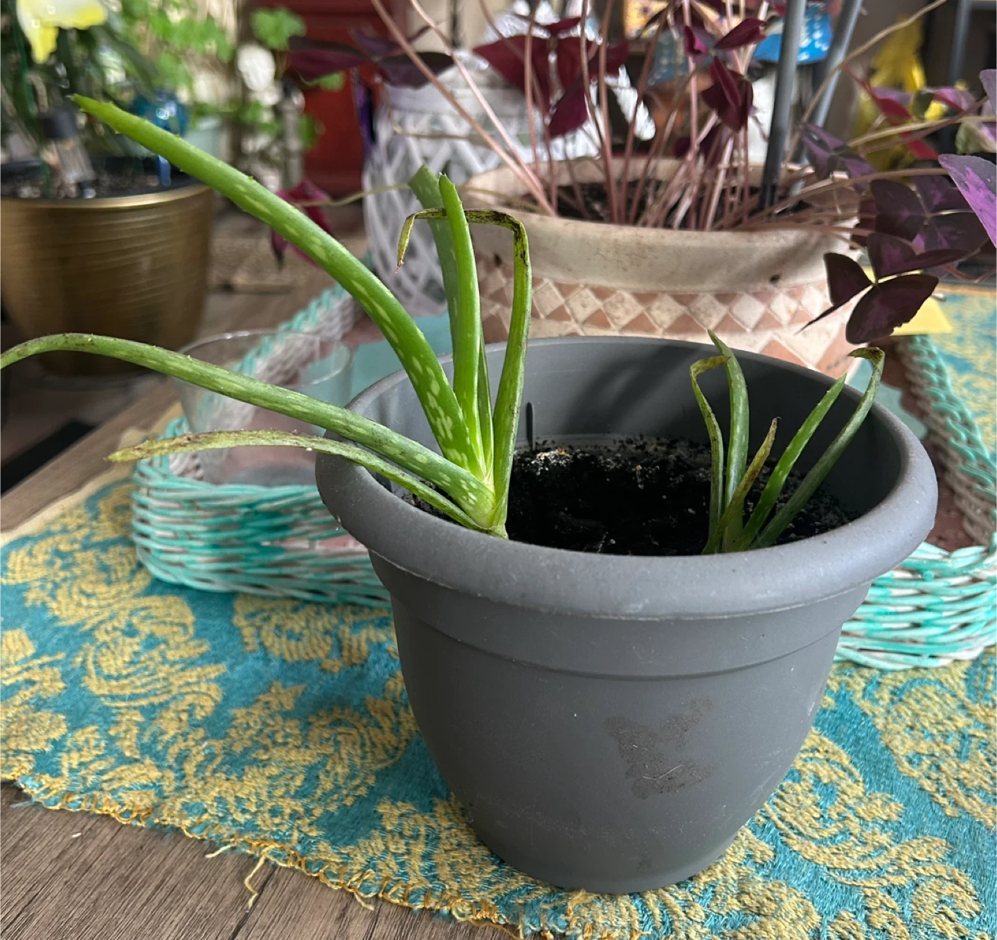 Aloe Vera Plant in Pot