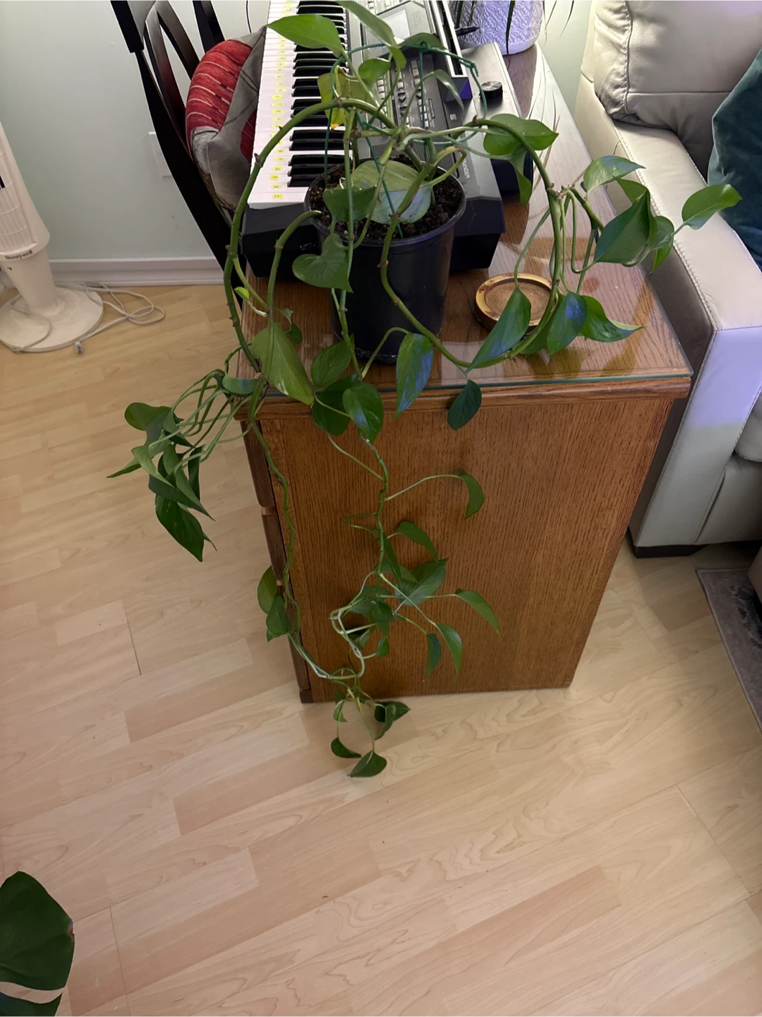 Pothos Plant in Black Pot - photo 2