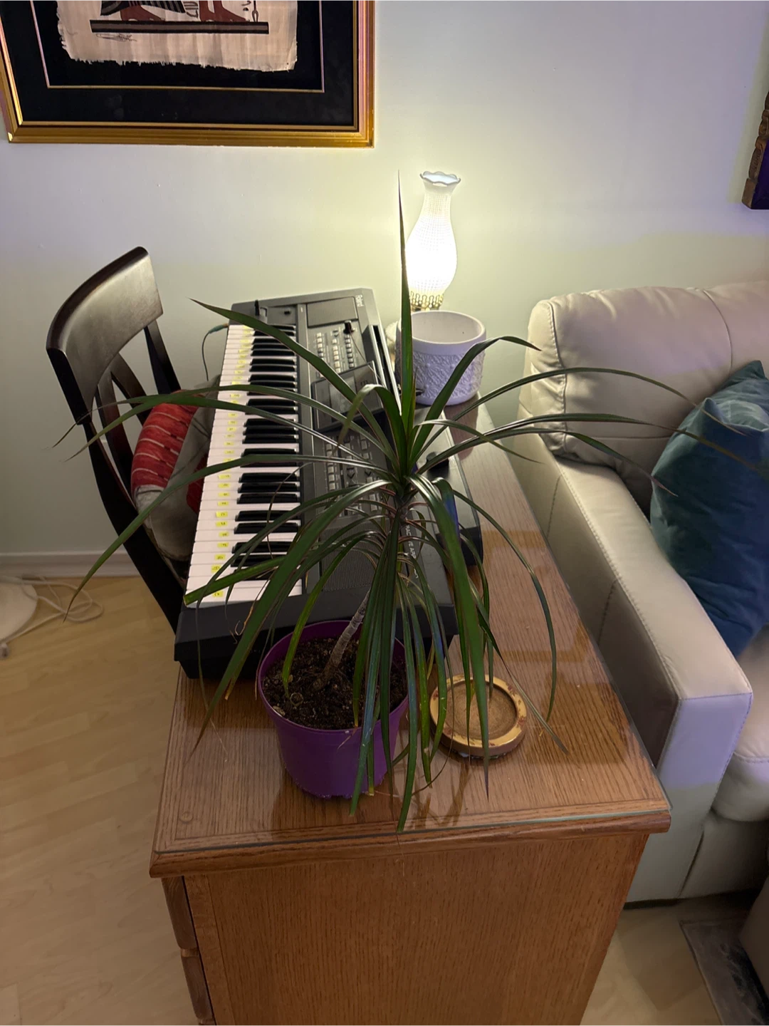 Dracaena Plant in Purple Pot - photo 2