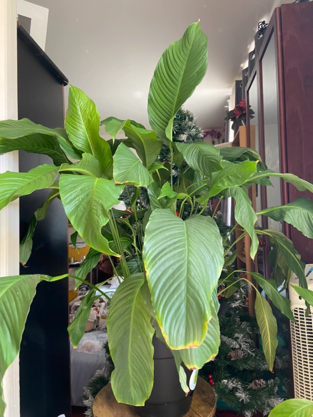 Large Peace Lily Plant - photo 2