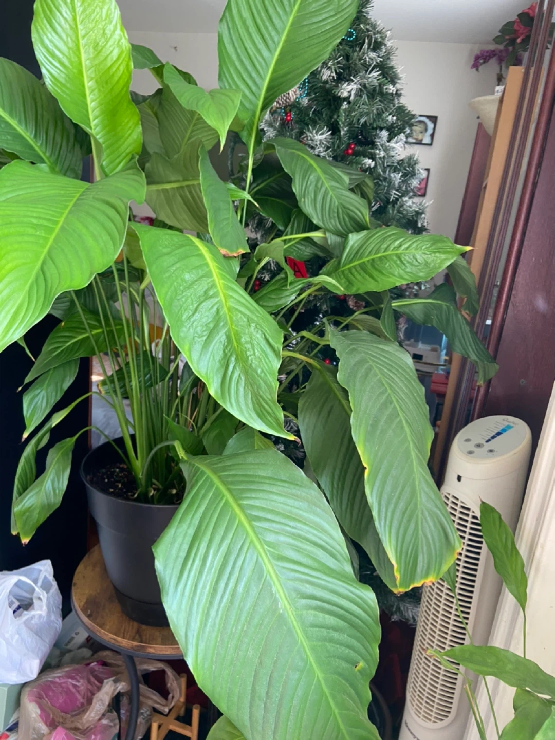 Large Peace Lily Plant - photo 4
