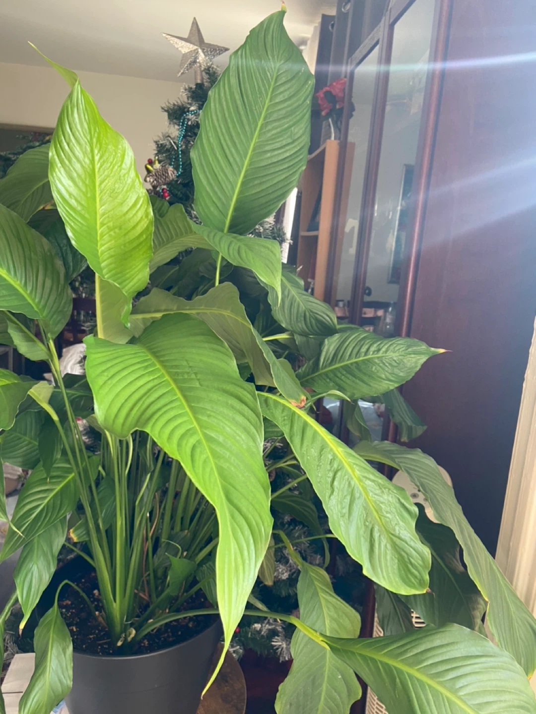 Large Peace Lily Plant - photo 3