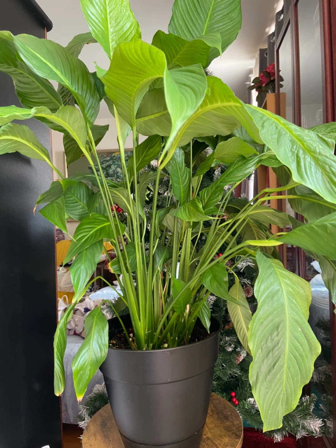 Large Peace Lily Plant