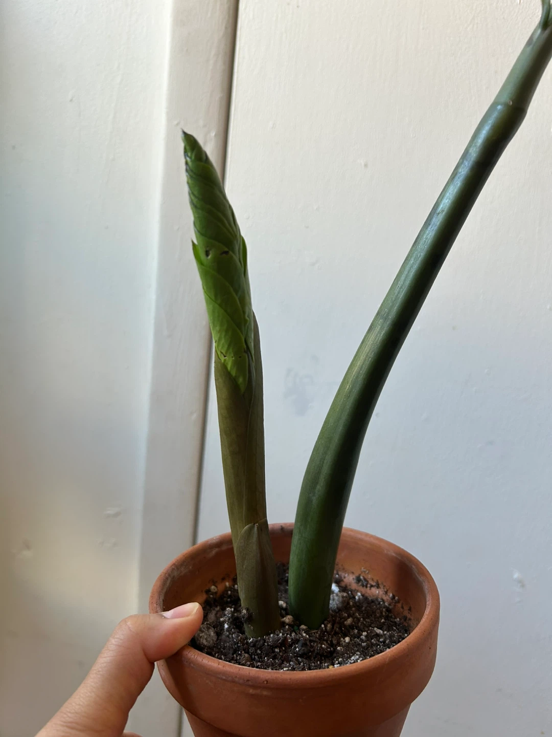 ZZ plant worth terracotta pot 🥕 - photo 5