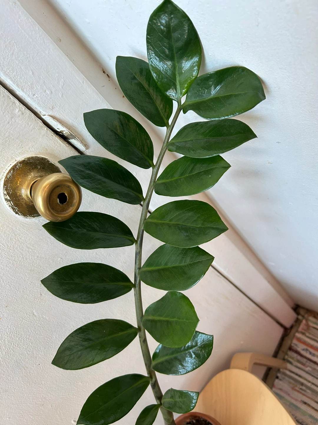 ZZ plant worth terracotta pot 🥕 - photo 4