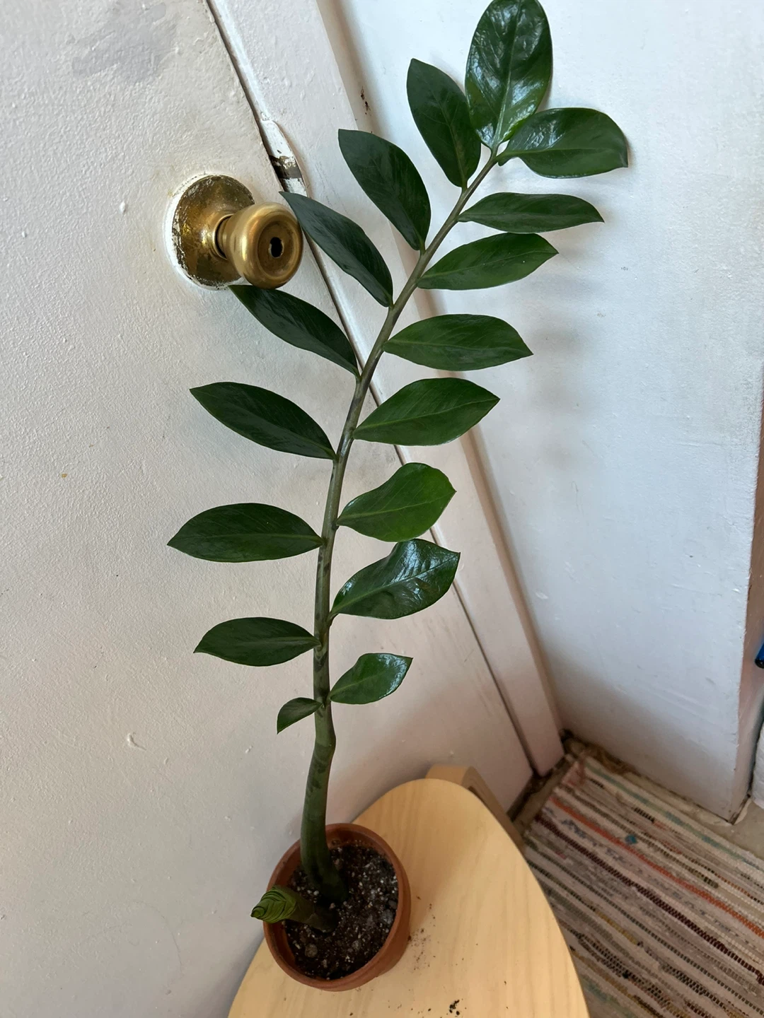 ZZ plant worth terracotta pot 🥕 - photo 2