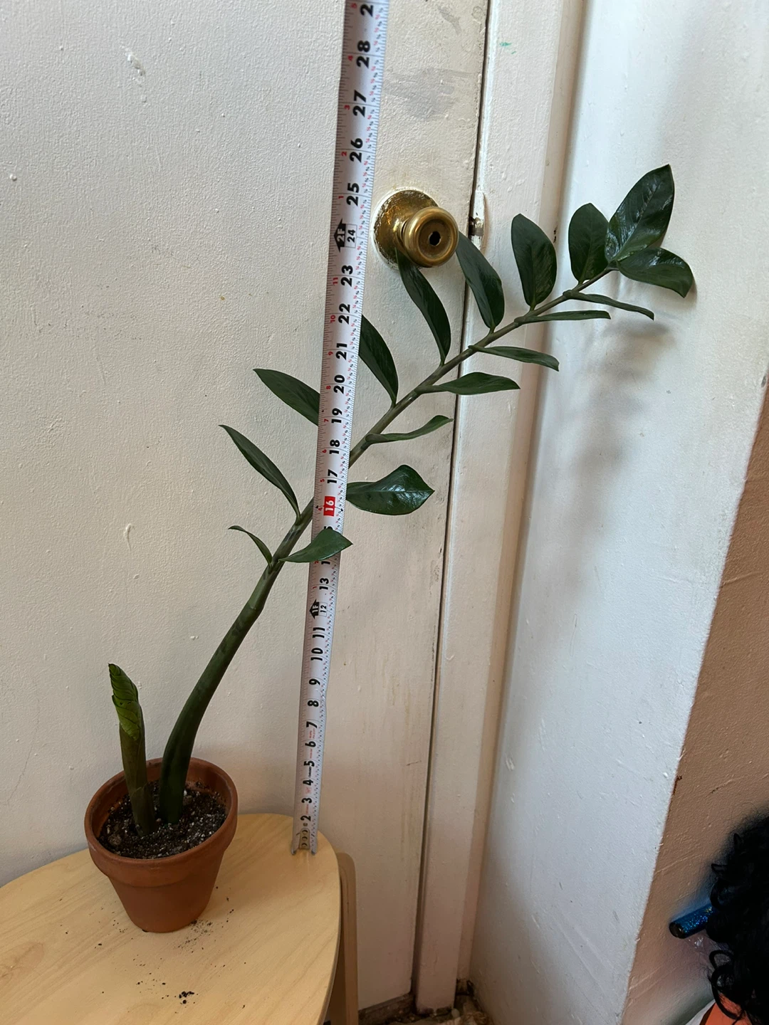 ZZ plant worth terracotta pot 🥕 - photo 3