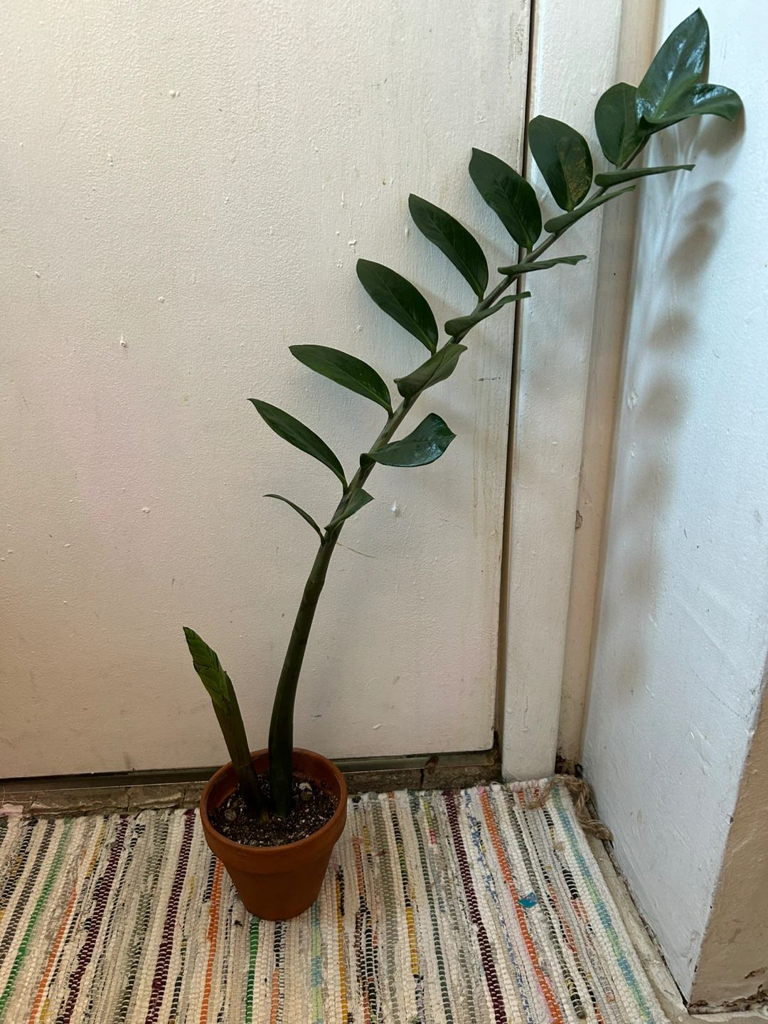 ZZ plant worth terracotta pot 🥕