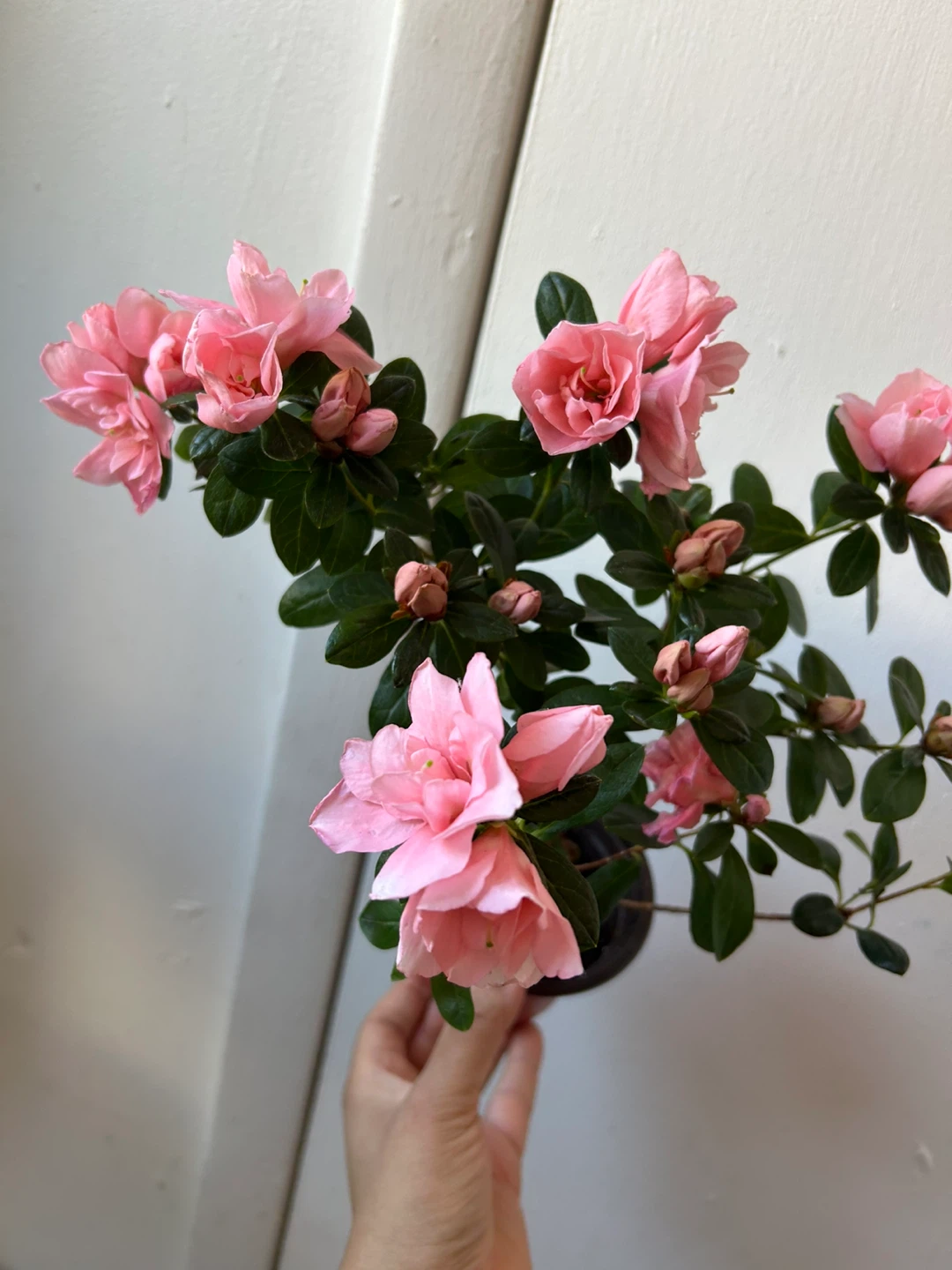 Azalea plant 🏆 - photo 3