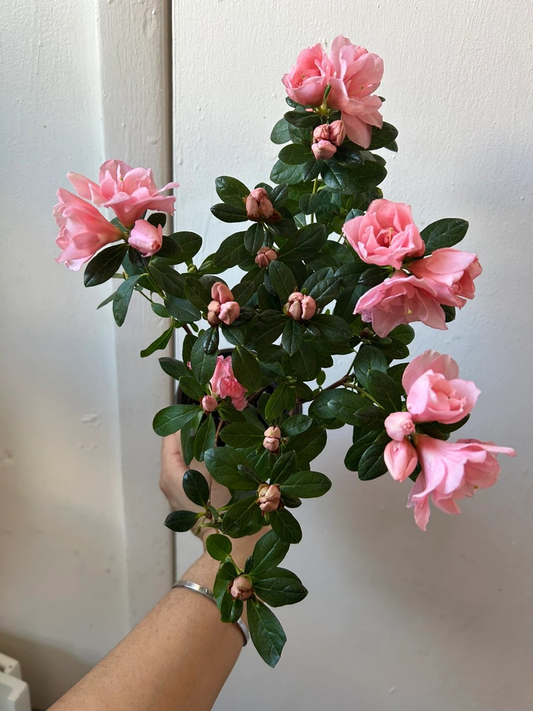 Azalea plant 🏆 - photo 2