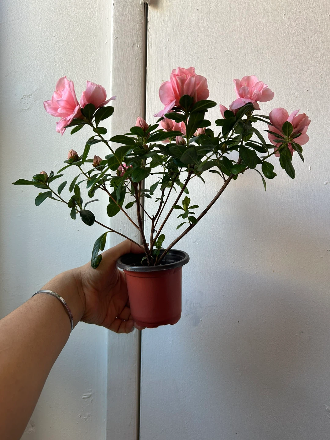 Azalea plant 🏆