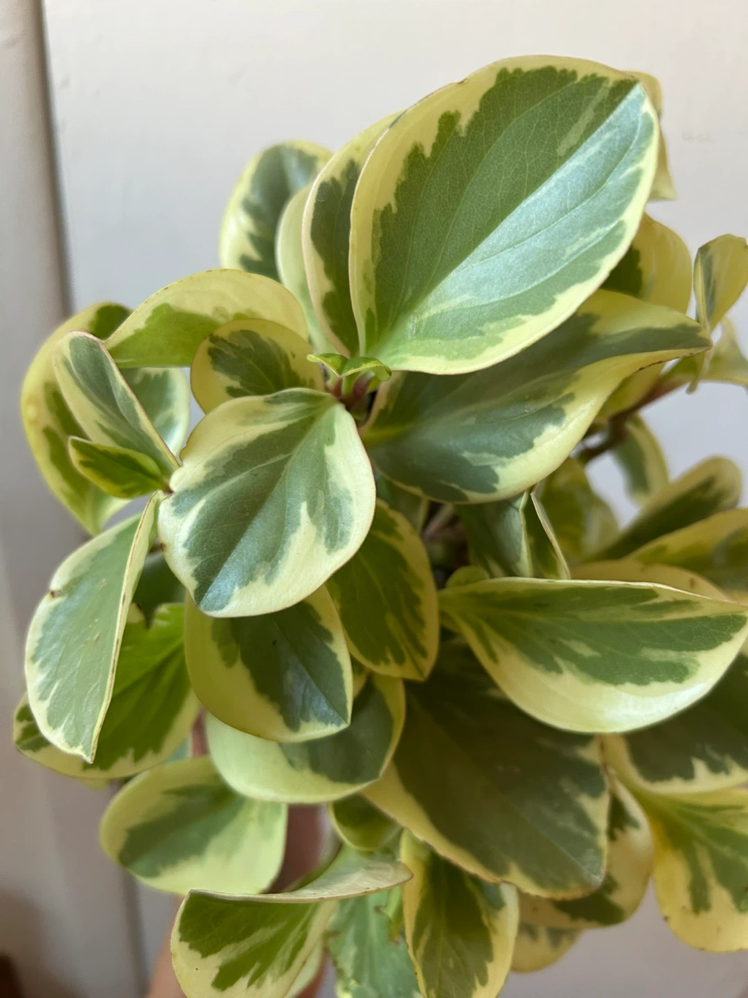 Peperomia plant 🥕 - photo 3