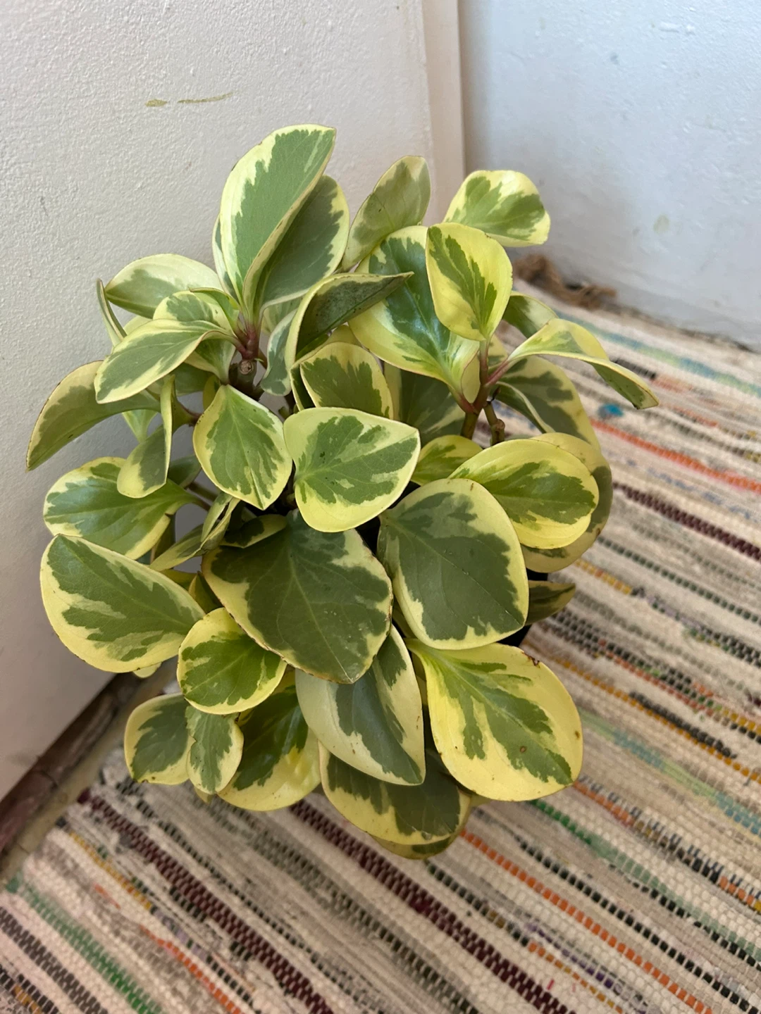 Peperomia plant 🥕 - photo 5