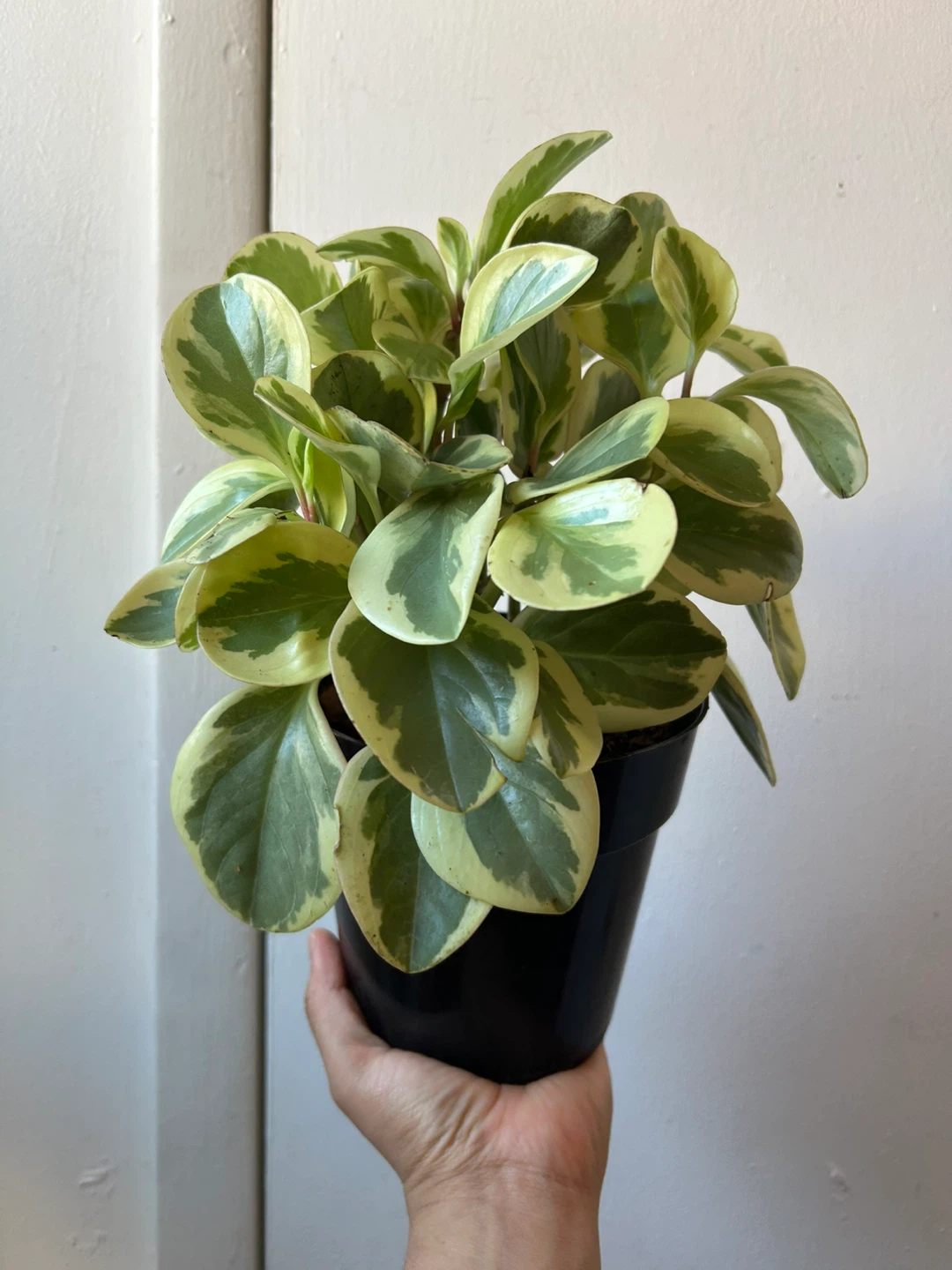 Peperomia plant 🥕 - photo 2