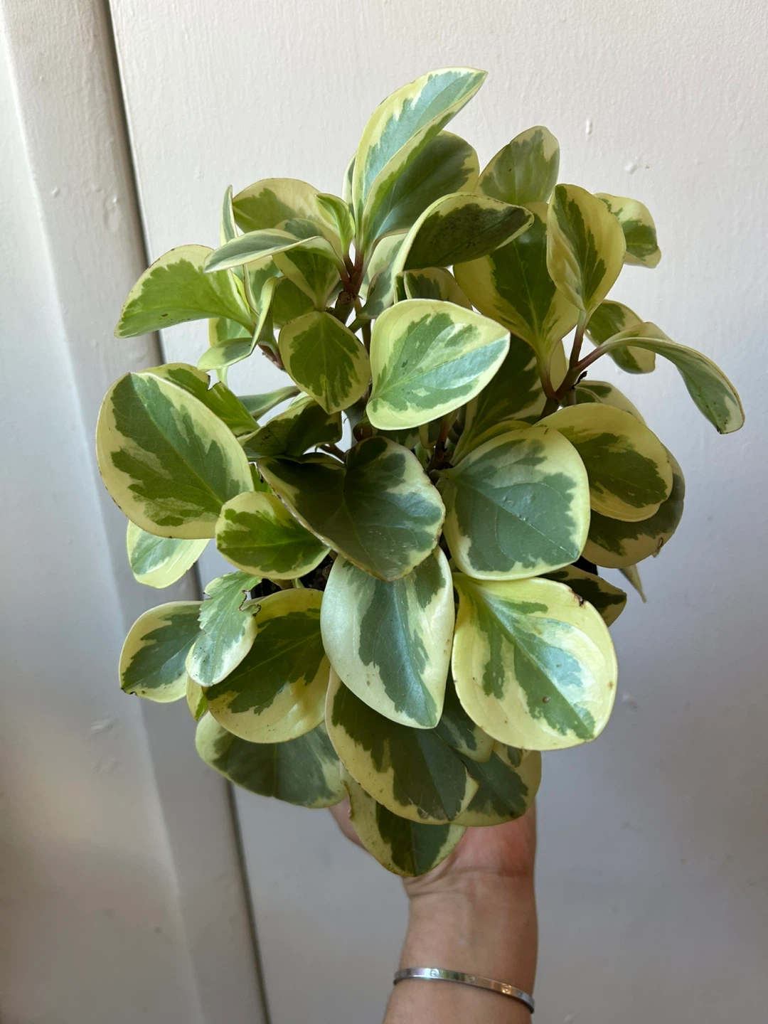 Peperomia plant 🥕