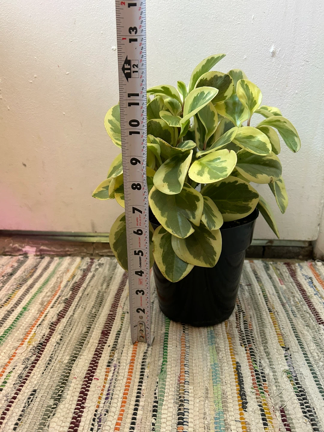 Peperomia plant 🥕 - photo 4