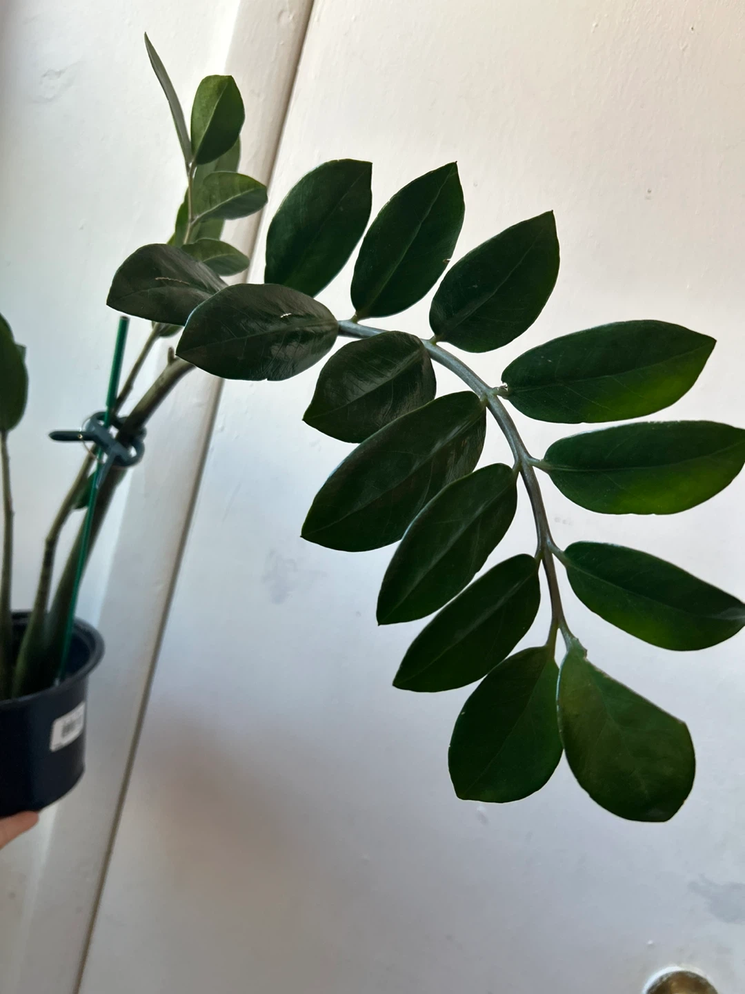 ZZ plant 🥕 - photo 4