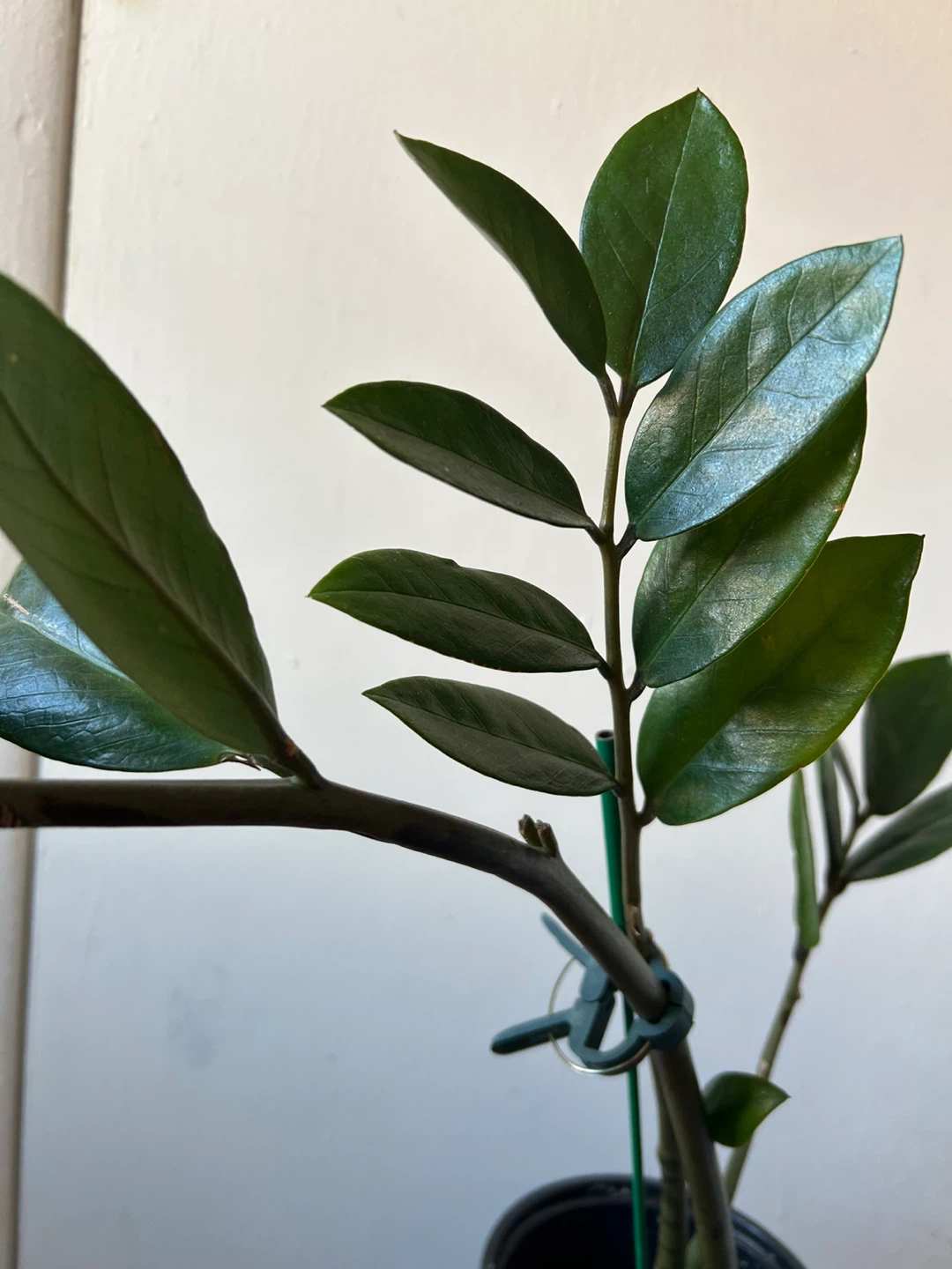 ZZ plant 🥕 - photo 5