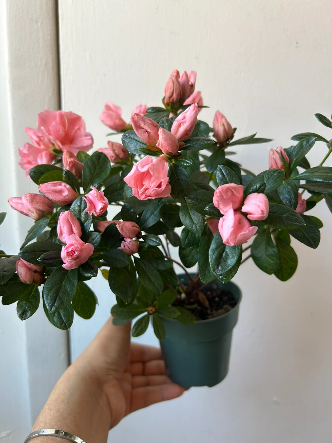 Azalea plant 🏆 - photo 3