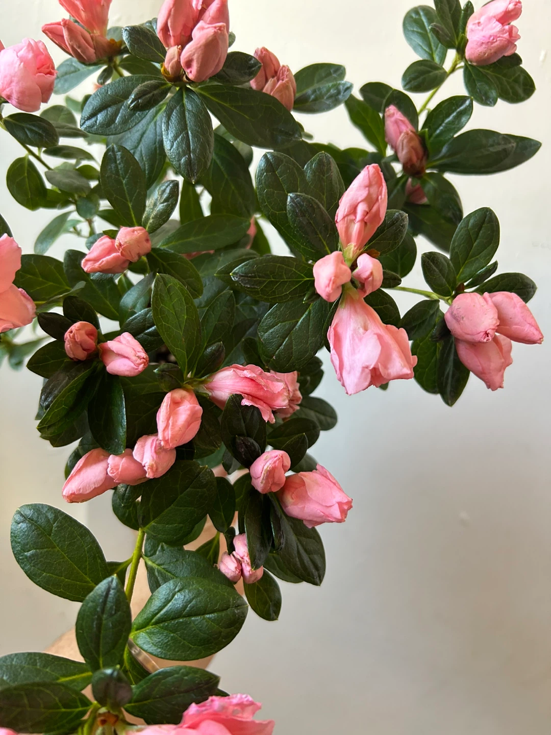 Azalea plant 🏆 - photo 4