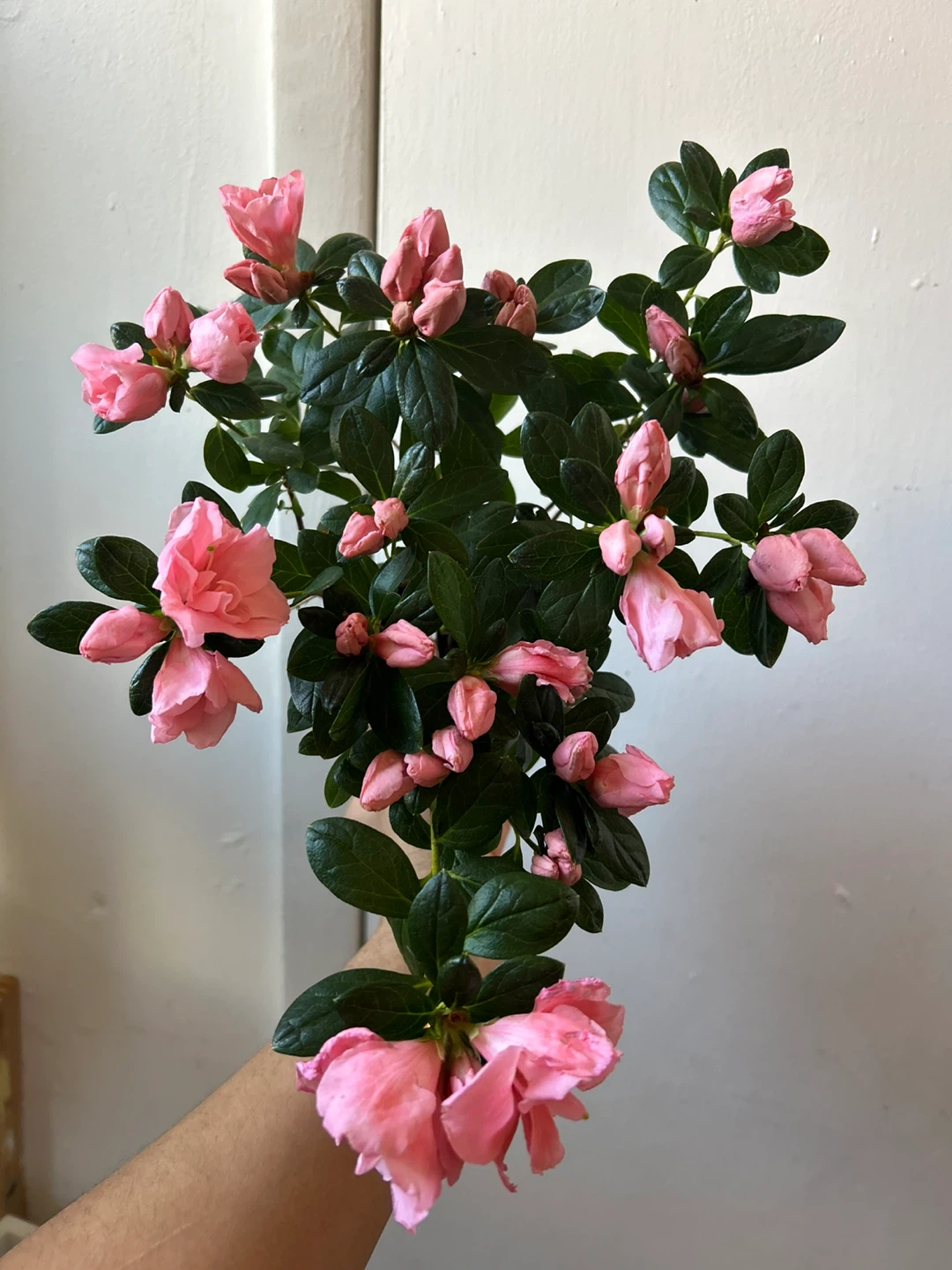 Azalea plant 🏆 - photo 2