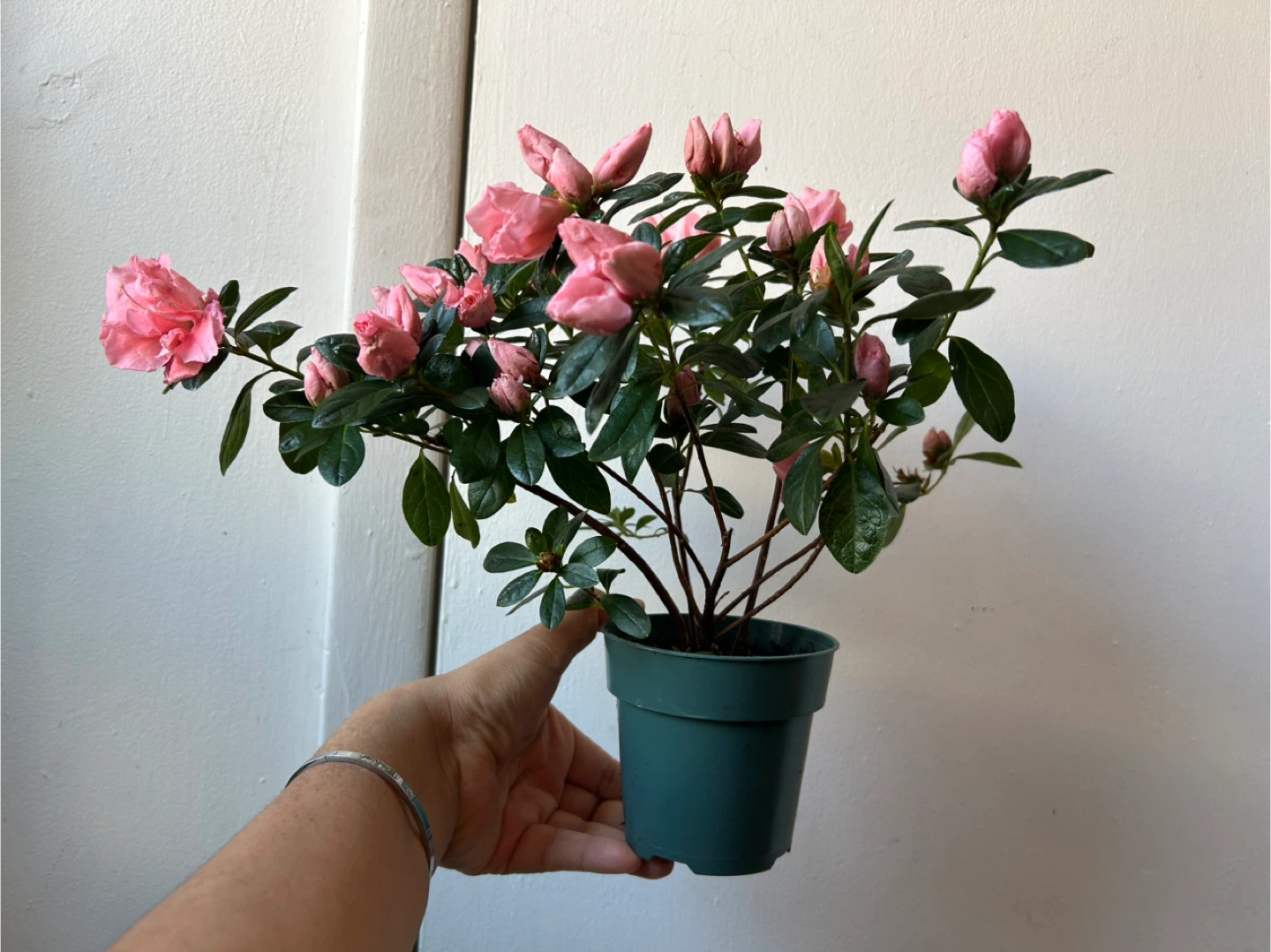 Azalea plant 🏆