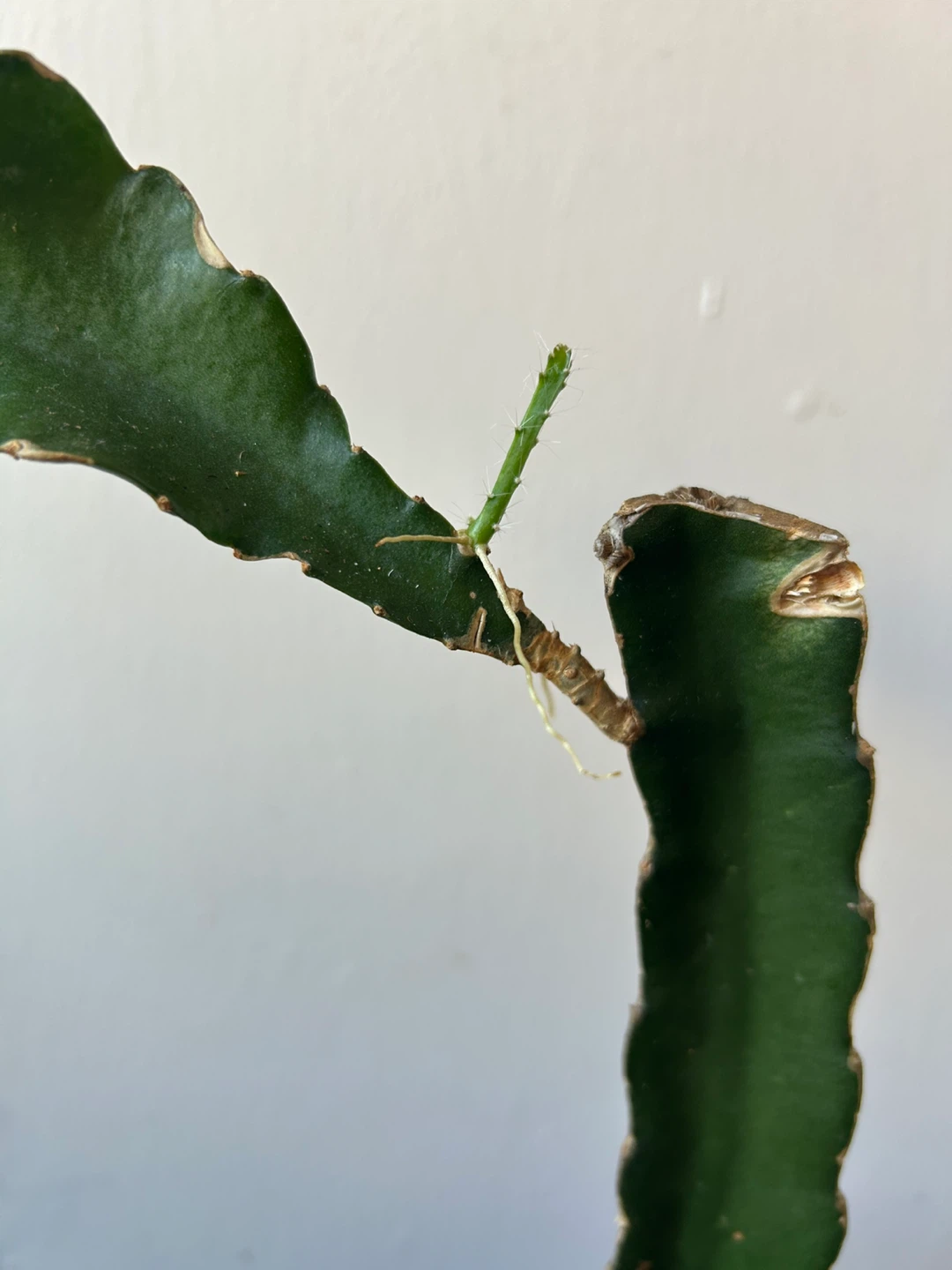 Dragon fruit plant - photo 3