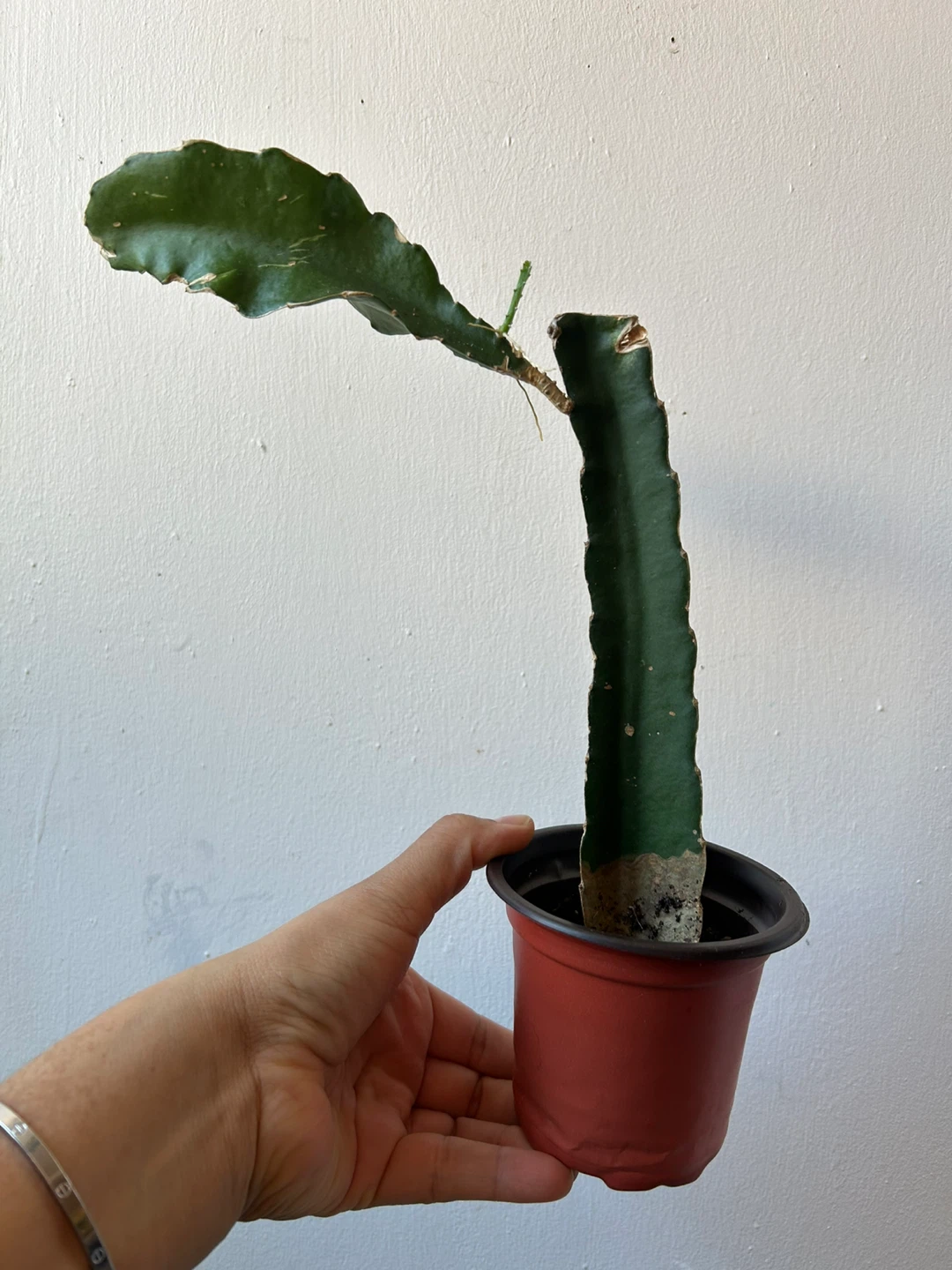 Dragon fruit plant