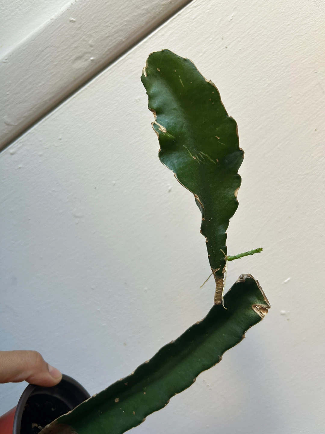 Dragon fruit plant - photo 2