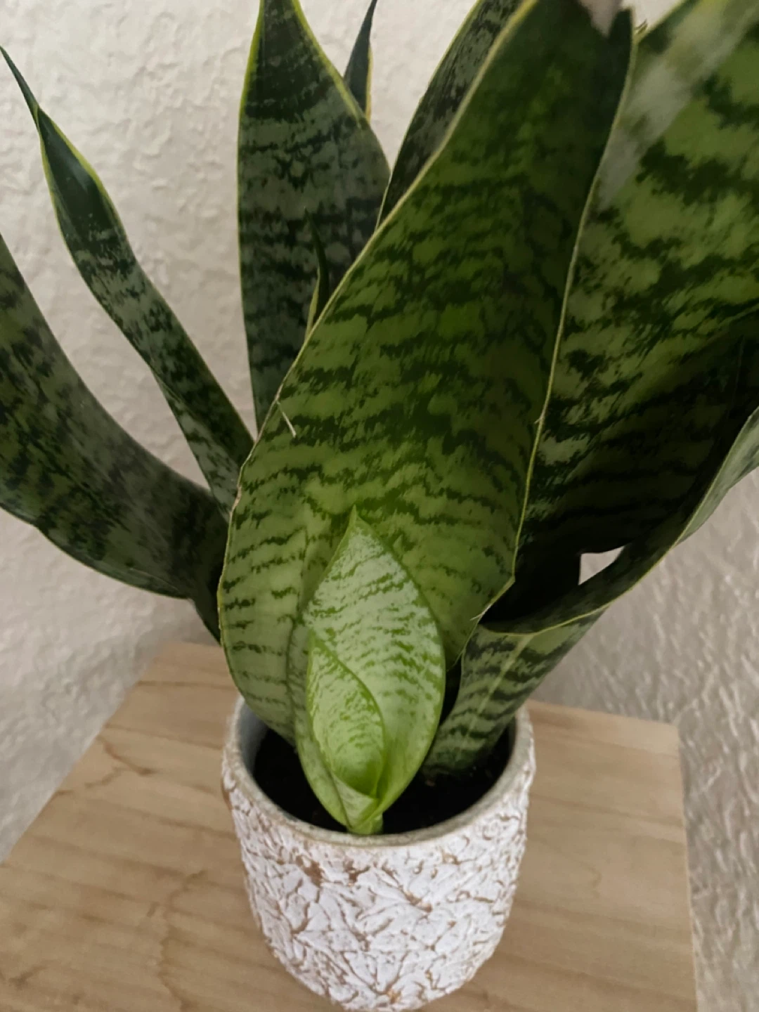 Snake Plant in Decorative Pot - photo 2