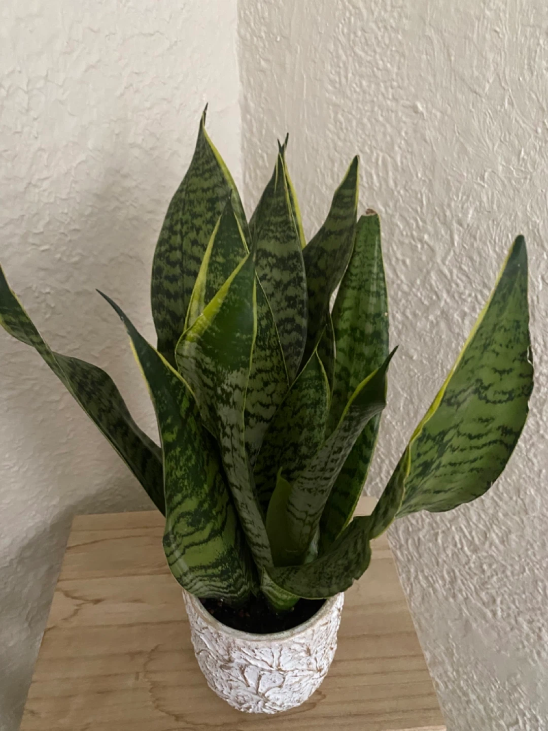 Snake Plant in Decorative Pot