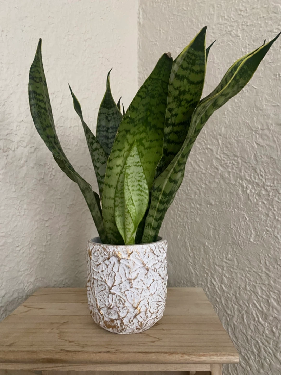 Snake Plant in Decorative Pot - photo 3
