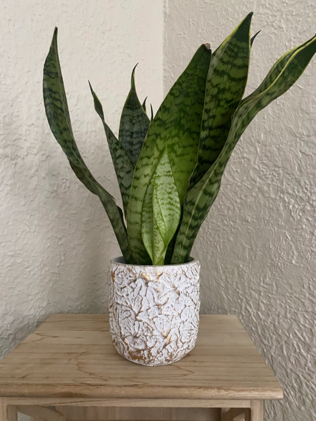 Snake Plant in Decorative Pot - photo 4