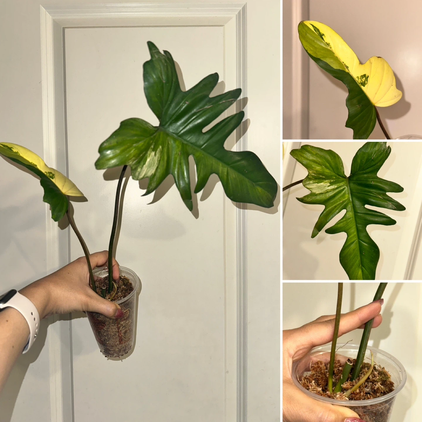 Philodendron Kitina Plant - photo 3